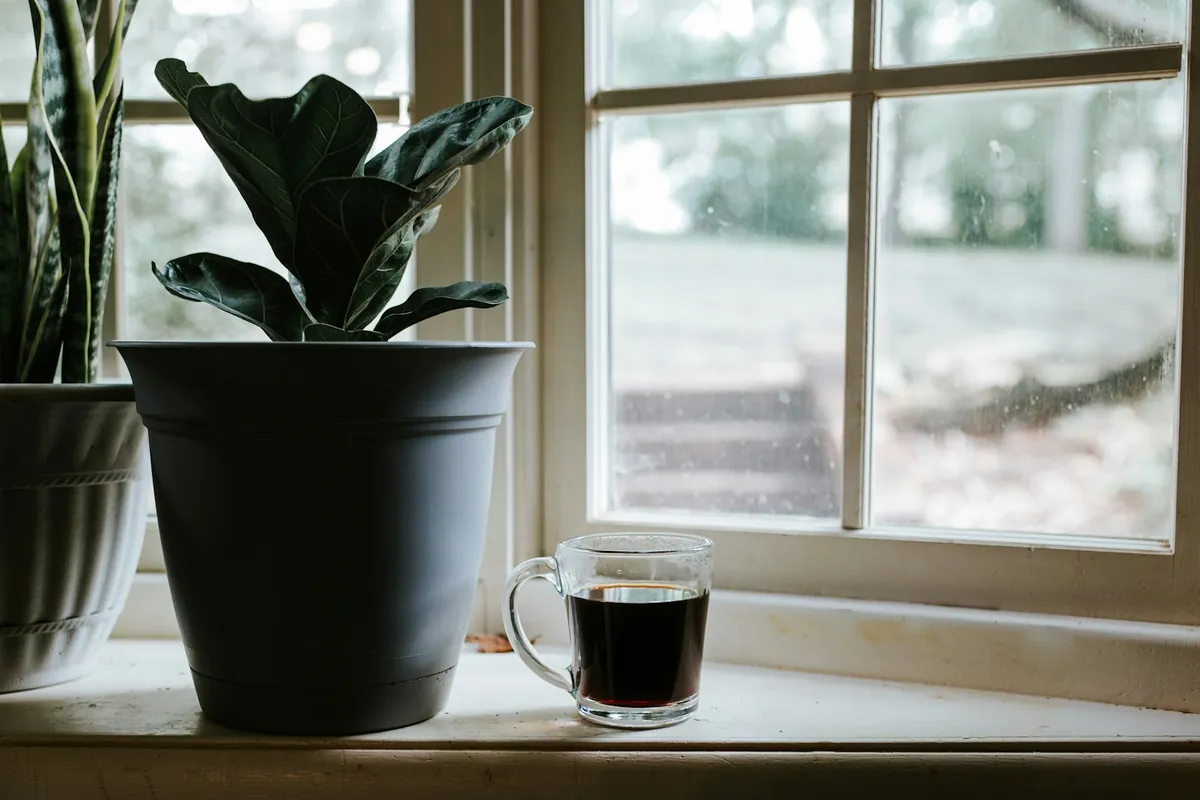 A cup of coffee and a houseplant on a windowsill