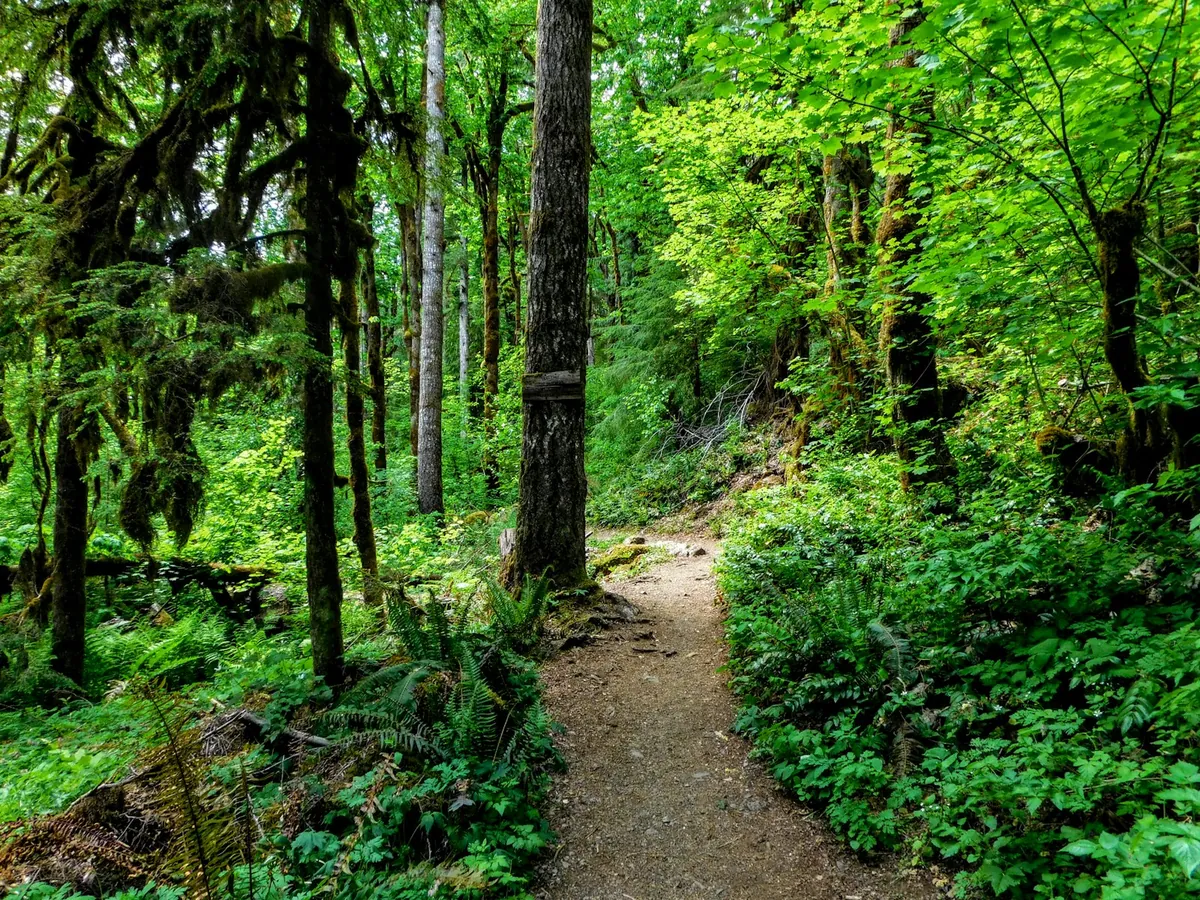 A narrow trail winding through dense green forest