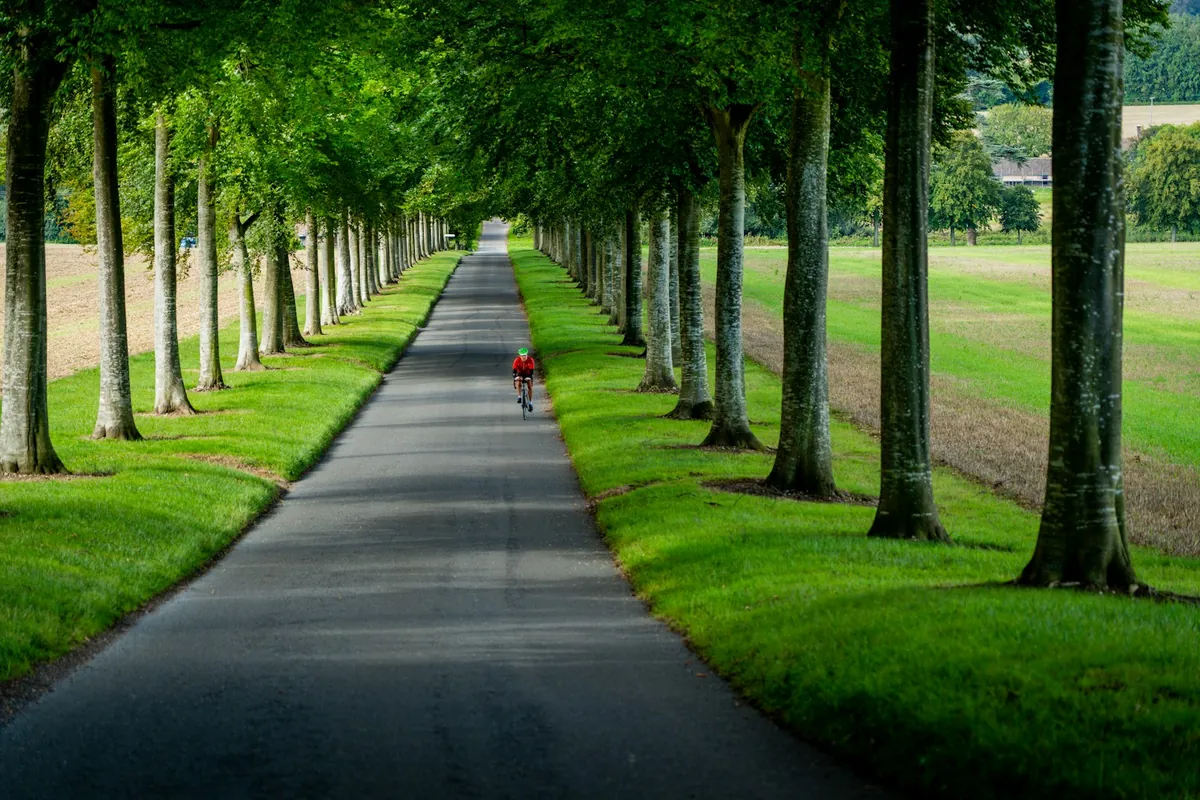 A paved path running between two rows of trees