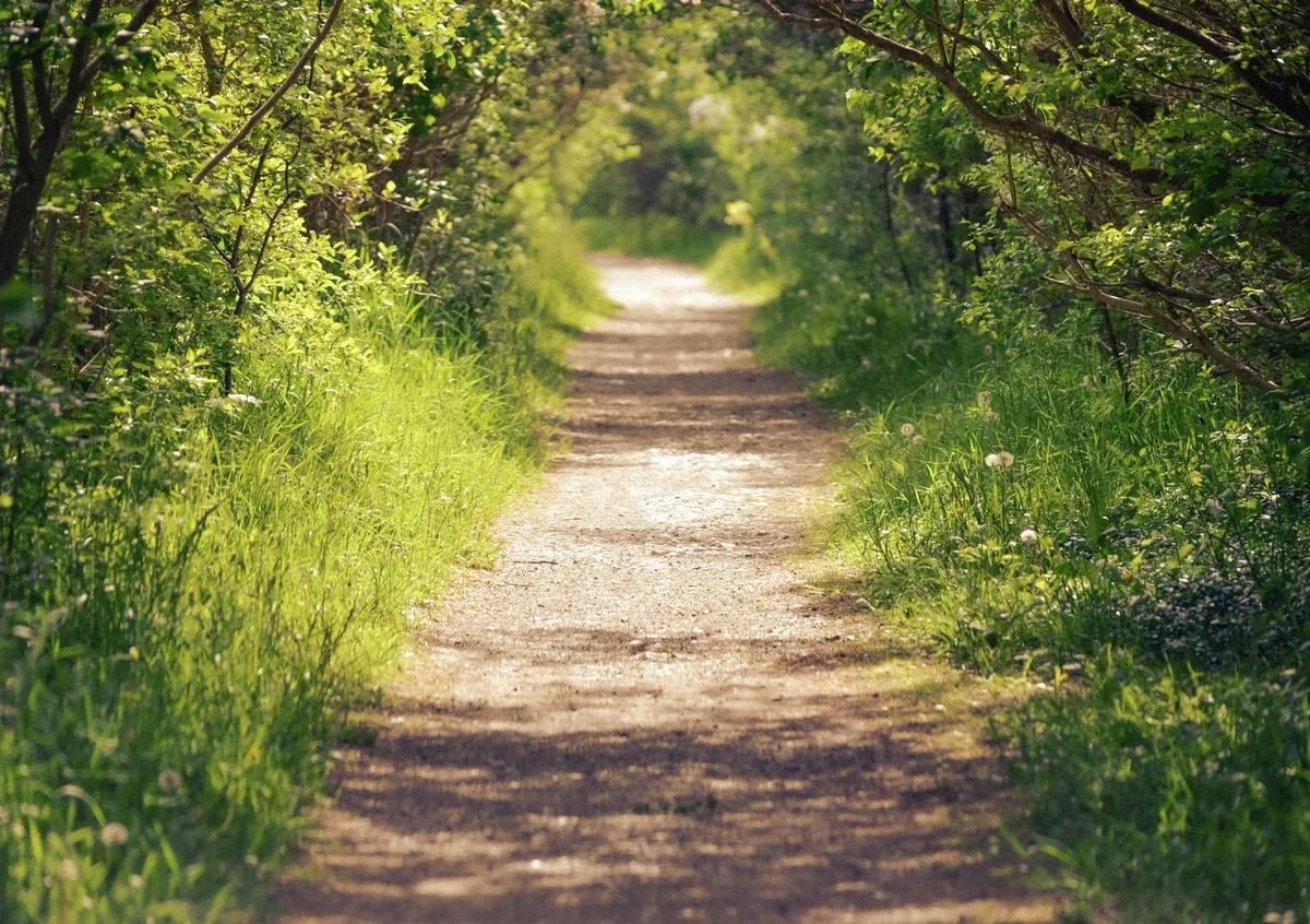 A narrow path running through green trees