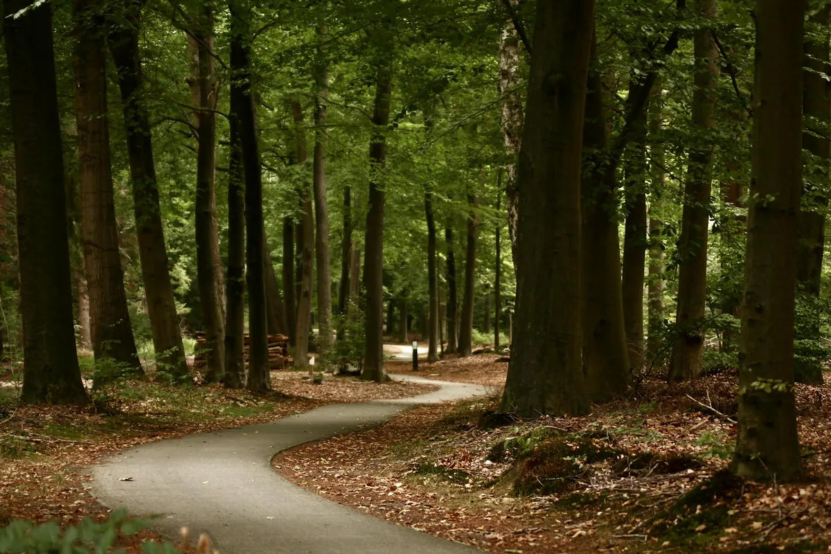 A paved path curving through woodland