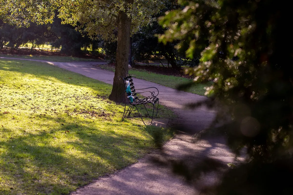 A pram on a quiet tree-lined path in a park