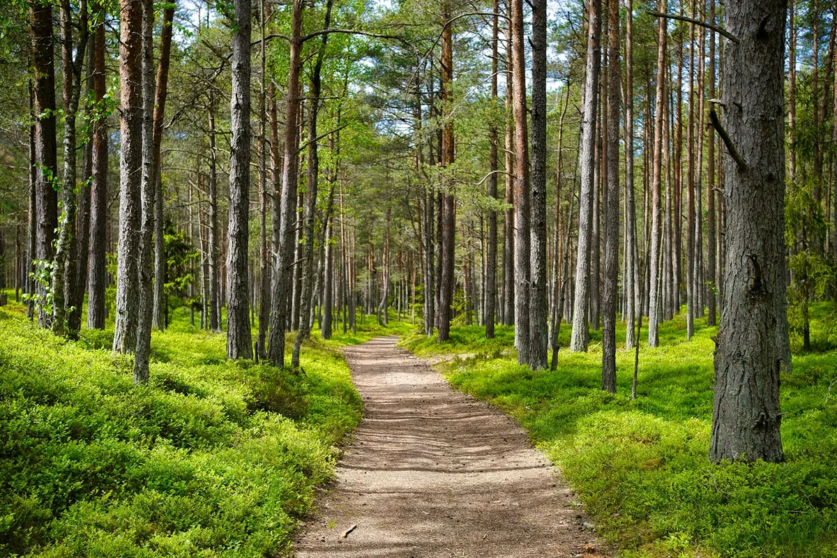 A sandy path running through tall straight trees