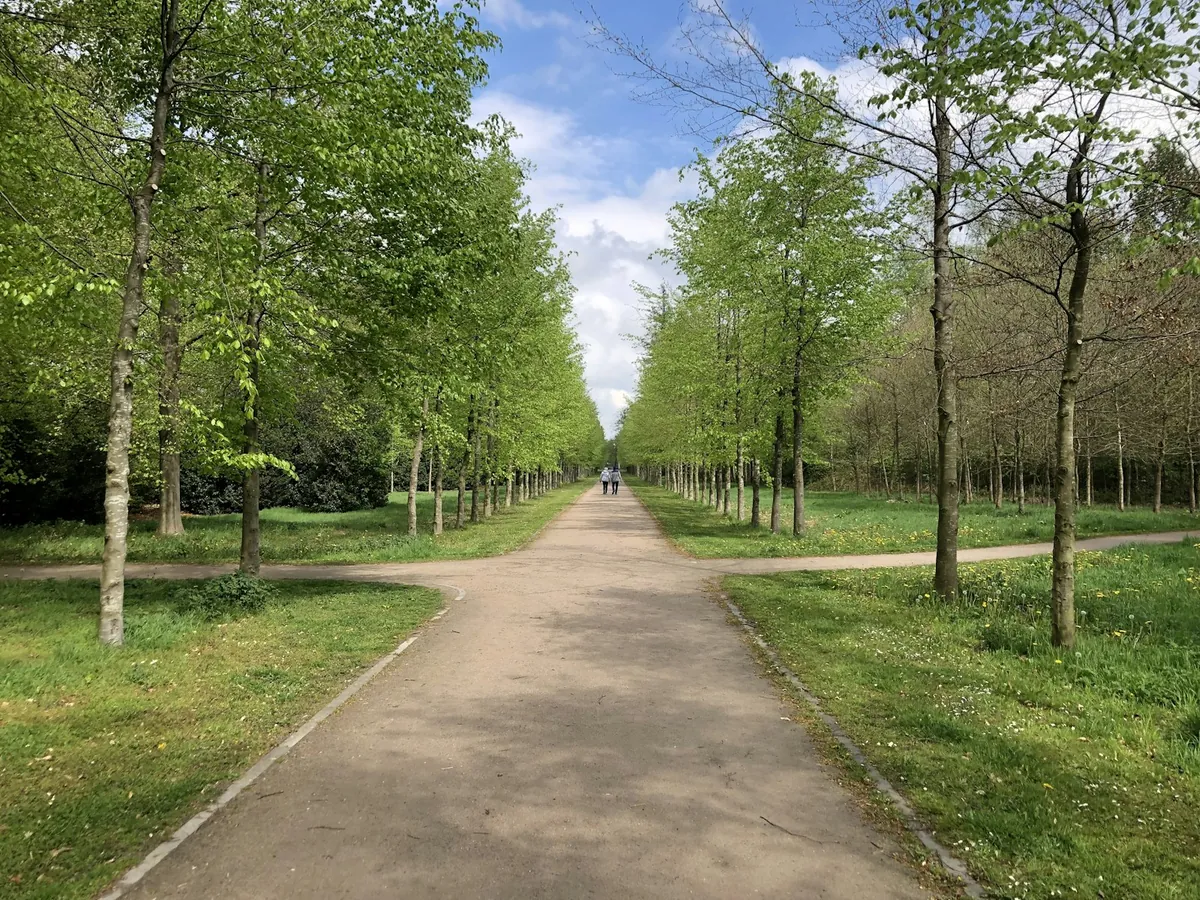 A straight paved path lined with young trees