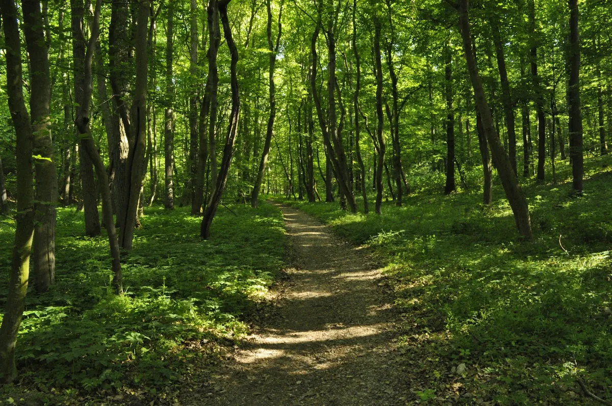 A sunlit path curving through open woodland
