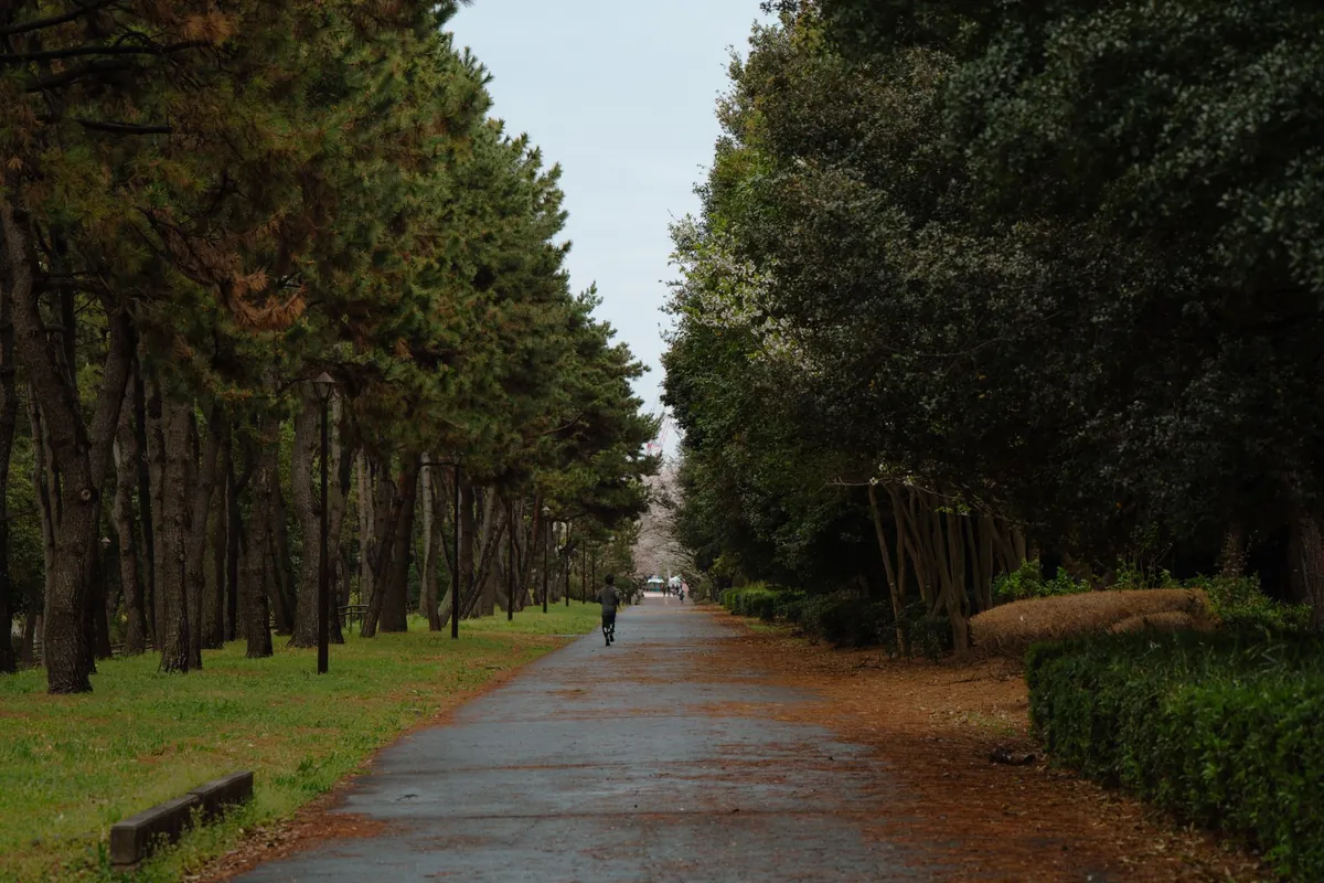 A tree-lined path with a wet surface after rain