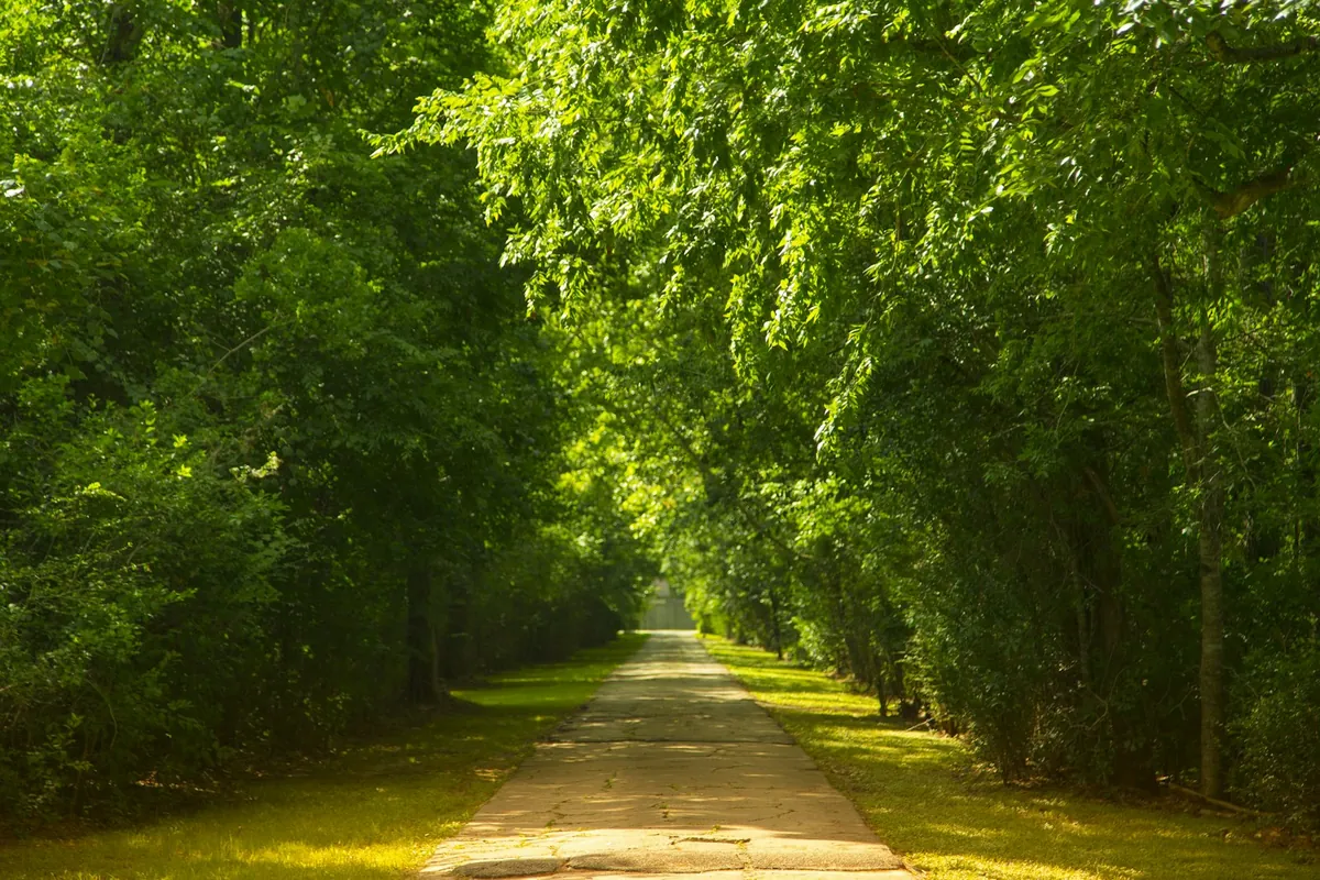 A paved path running between rows of tall trees