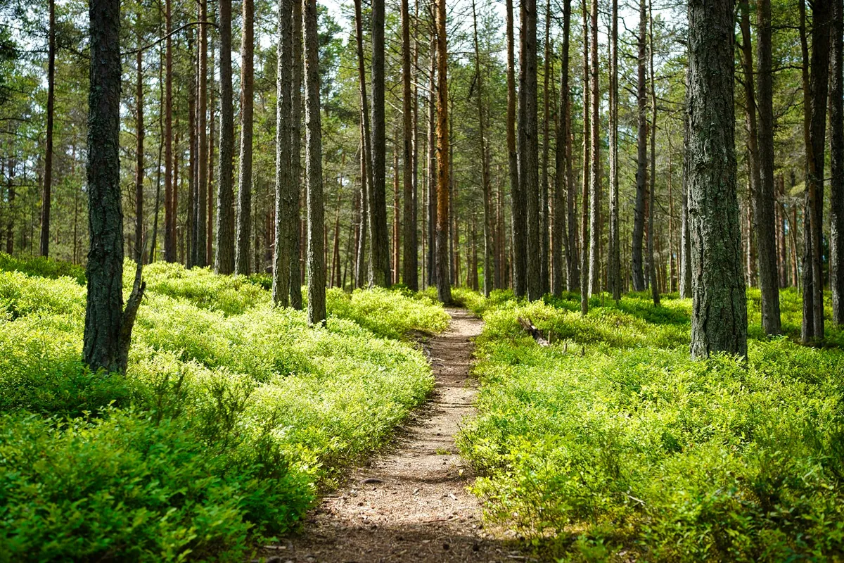 A woodland path bordered by green undergrowth
