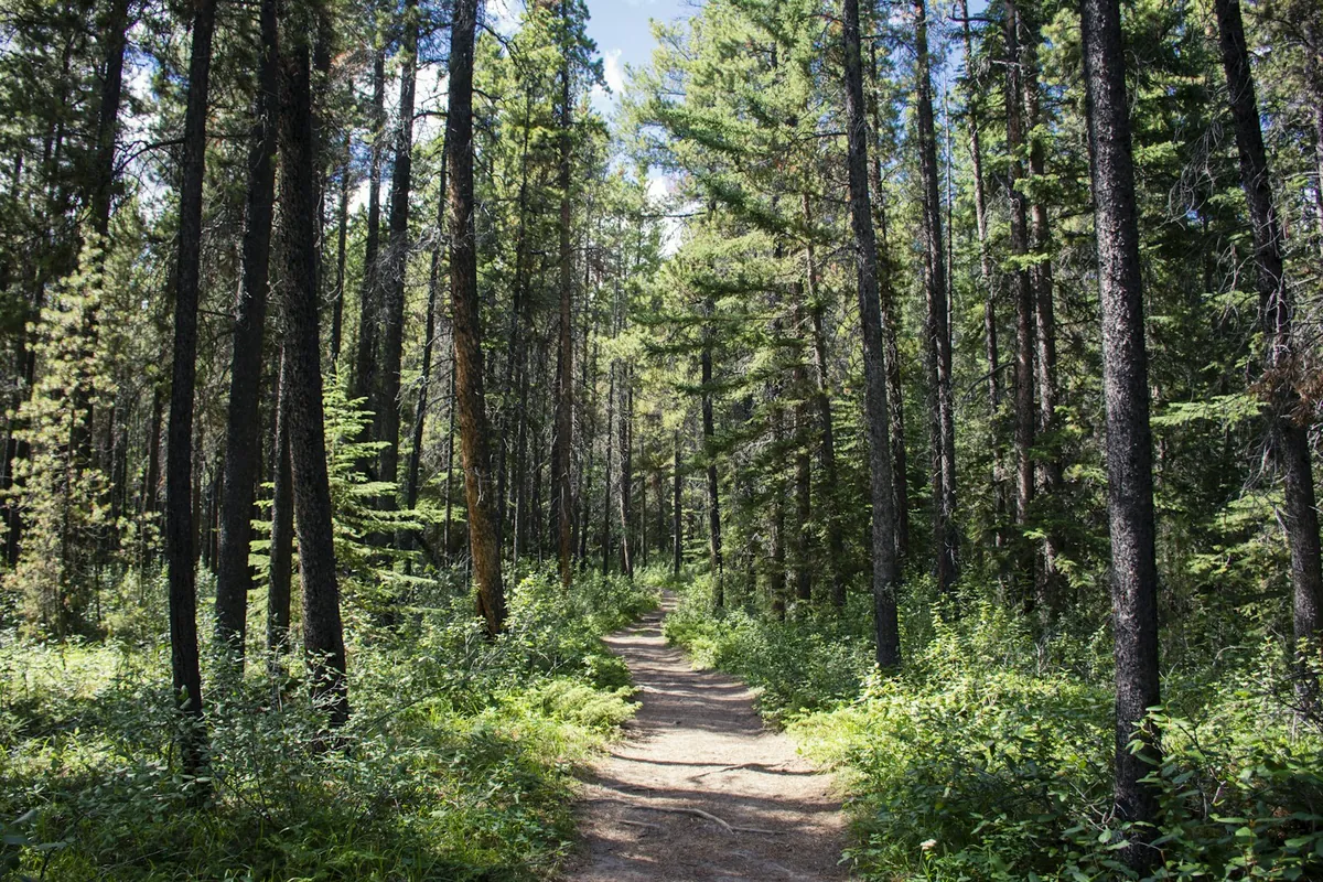 Tall pine trees beside a narrow forest track